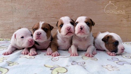 Stonehold E litter – 2 hetes kölykök